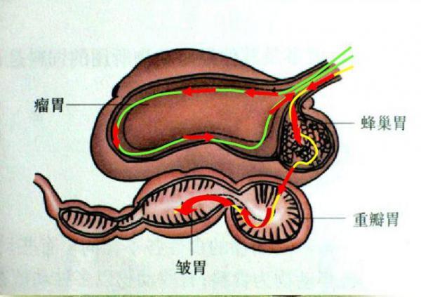 爆肚,猪肚鸡,毛肚火锅…中国哪里的肚(dǔ)子最好吃?